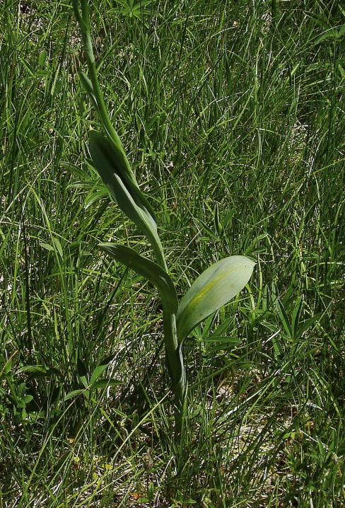 Traunsteinera globosa?